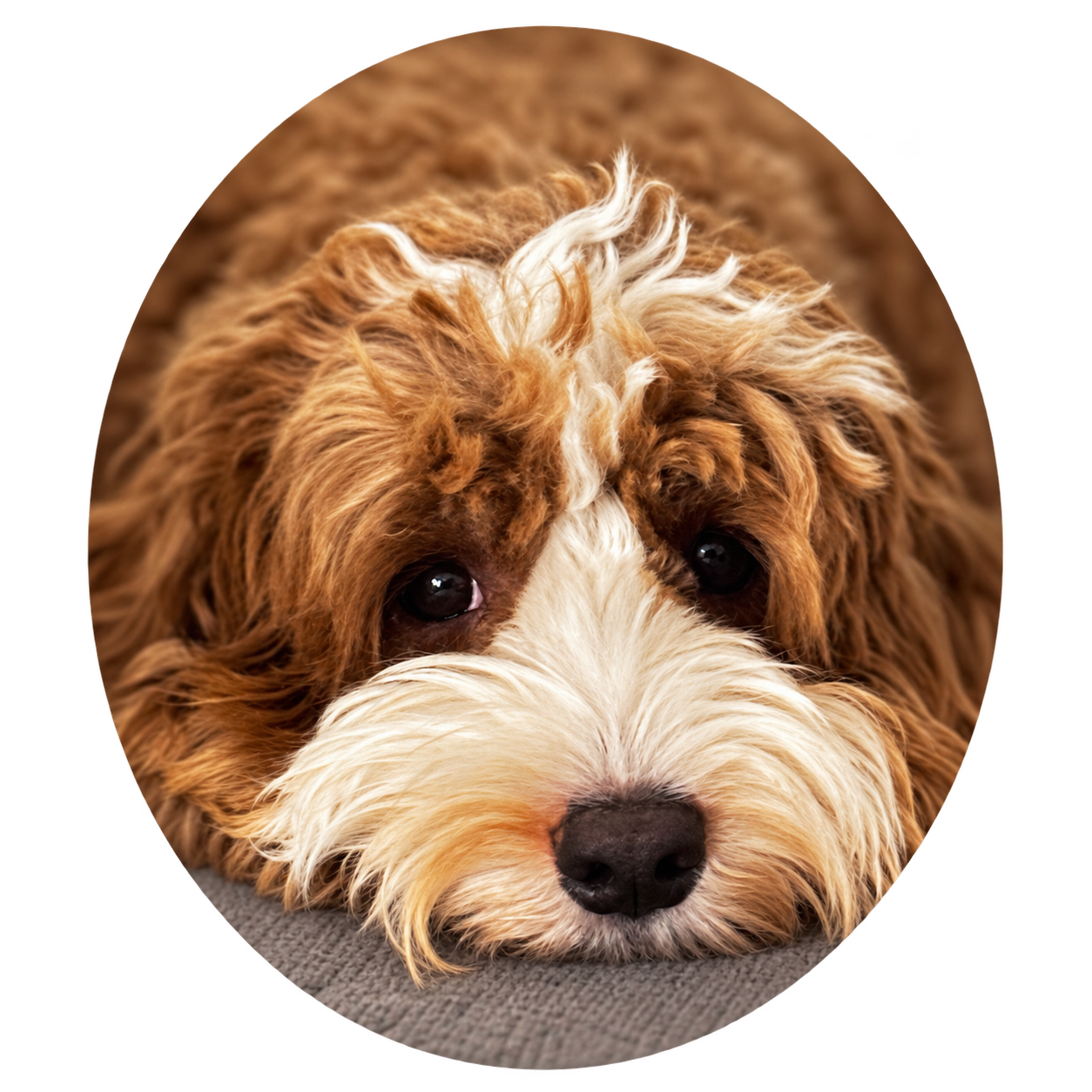 Gabby, a multi-generational Australian Labradoodle, in an oval portrait